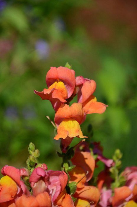 Antirrhinum majus 'Rocket bronze' (2)